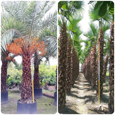 棕櫚植物 (椰類植物)