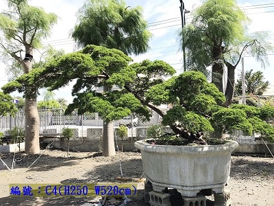 Juniperus chinensisvar. Sargentii H