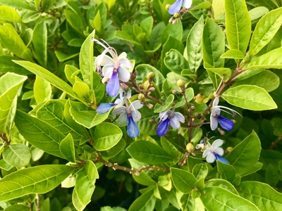 紫蝶花(藍蝴蝶花)